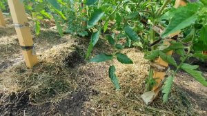 Полив помидор: как часто и сколько поливать томаты