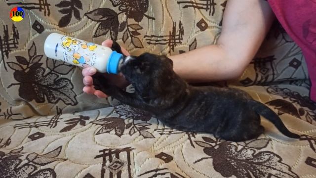 Стаффордширский терьер. Прикорм щенят. смотреть онлайн