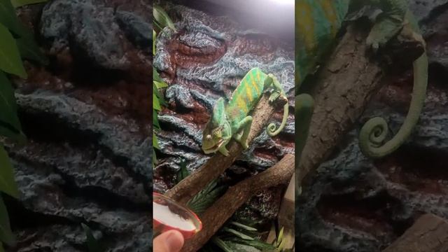 Хамелеон ест таракана/Сhameleon eats cockroach смотреть онлайн