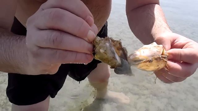 Бой ракушек. В Египте есть кое что пострашнее акул!!! смотреть онлайн