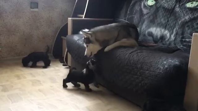 Хаски и щенки смотреть онлайн