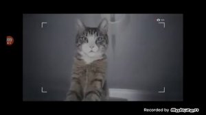 kitekat реклама 2017