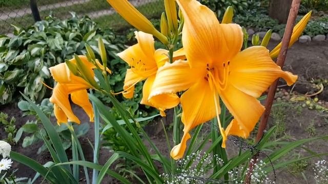 Лиленик Сельма Лонглез . Hemerocallis Selma Longles . Спайдер . смотреть онлайн