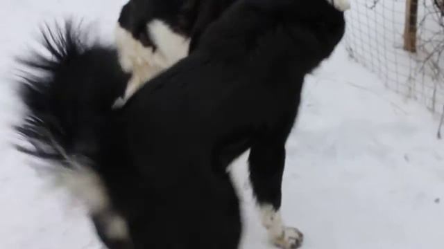 Игры тувинских овчарок