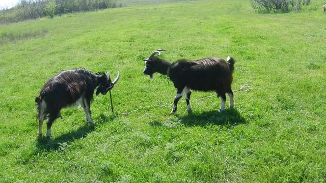 Козы возвращаются с выпаса. Козлята идут в свой детский сад. смотреть онлайн