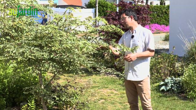 L'ARALIA ELATA, une plante au LOOK TROPICAL et RESISTANTE au FROID - Conseils de culture смотреть онлайн
