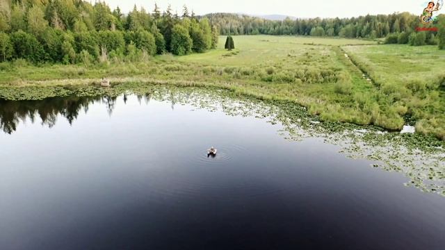 Как поймать карася в Мае. Ловля карася весной.Где искать на что ловить карася, прикормка и наживка. смотреть онлайн