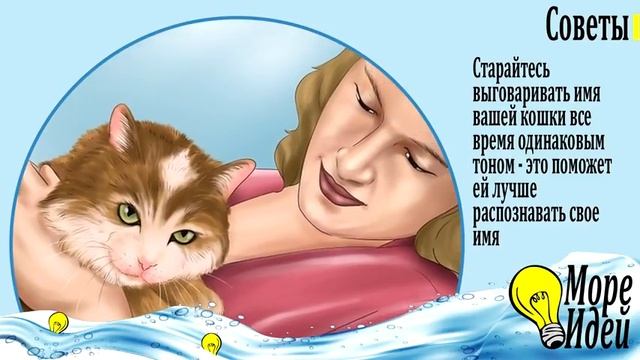 КАК ПРИУЧИТЬ КОТА РЕАГИРОВАТЬ НА ЕГО ИМЯ смотреть онлайн