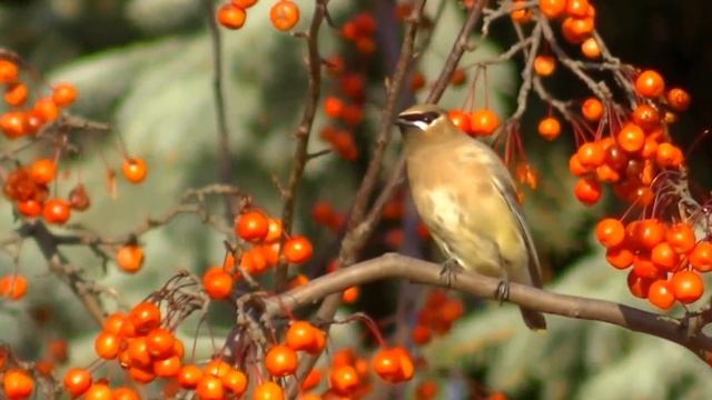 Видео : Птицы для кошек 2 часа