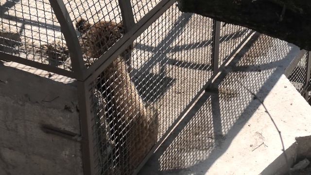 Машка показала мне язык))) Бахчисарайский зоопарк.