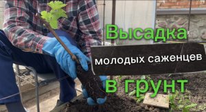Как высаживать молодые саженцы в грунт? Подготовка посадочной ямы, подготовка грунта и саженцев.