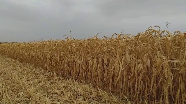 жнива кукуружзи Dekalb4590 і альфа насіння показало своє гниле нутро смотреть онлайн