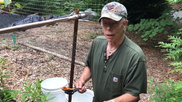 Growing Longevity Spinach (Gynura Procumbens) | GardensAll.com смотреть онлайн
