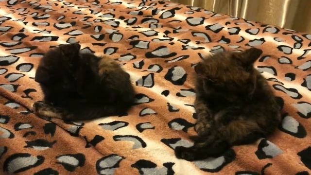 Черепаховый окрас котят (необычный цвет) Синхронное умывание кошек смотреть онлайн