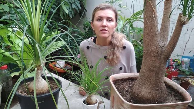 НОЛИНА (БОКАРНЕЯ) УХОД В ДОМАШНИХ УСЛОВИЯХ ? БУТЫЛОЧНОЕ ДЕРЕВО смотреть онлайн