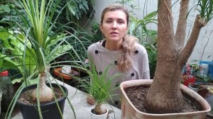 НОЛИНА (БОКАРНЕЯ) УХОД В ДОМАШНИХ УСЛОВИЯХ ? БУТЫЛОЧНОЕ ДЕРЕВО