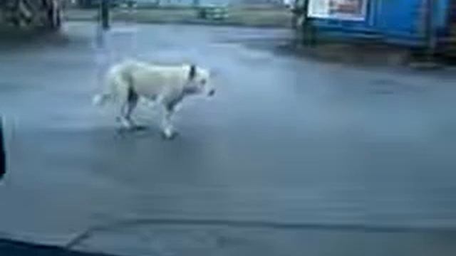 Собаку плющит от americano смотреть онлайн