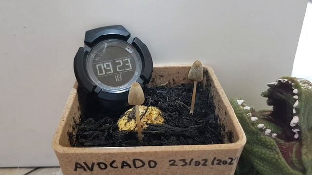 Secret life of mushrooms (4K) 17hrs timelapse смотреть онлайн