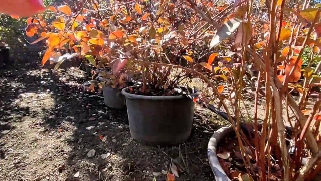 Основные правила ухода за голубикой. Обрезка. Осенний полив. смотреть онлайн