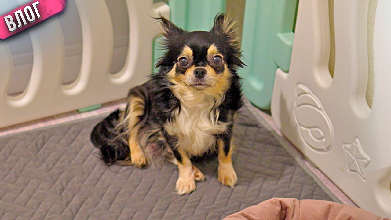 Чихуахуа Капа готовится рожать! Мы купили кровать! Анапа : День 5-7 смотреть онлайн