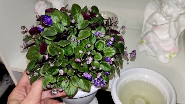 Частная коллекция сортовых фиалок.Ампельные фиалки трейлеры. смотреть онлайн