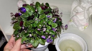 Частная коллекция сортовых фиалок.Ампельные фиалки трейлеры.