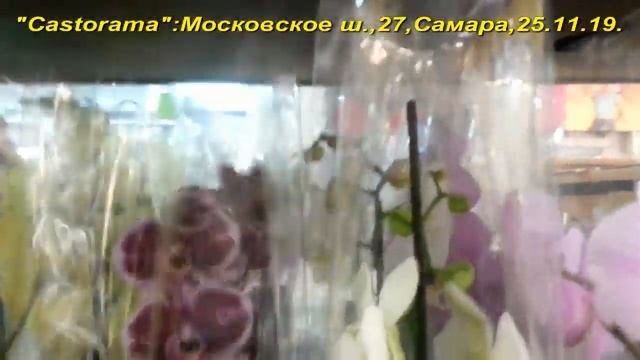 ЗАВОЗ шикарных ОРХИДЕЙ в "CASTORAMA",Самара,25.11.19. смотреть онлайн