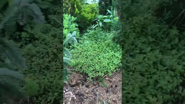 Пихта Вича Пендула/ Abies veitchii Pendula в саду Надежды смотреть онлайн