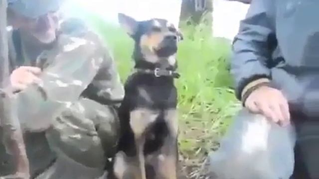 Собака засыпака смотреть онлайн