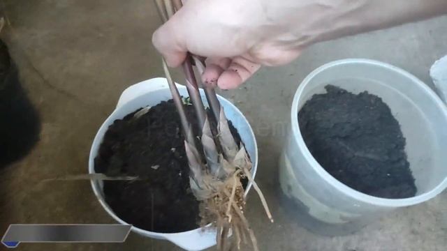 Como propagar a planta sombrinha chinesa - Cyperus alternifolius? смотреть онлайн