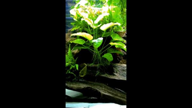 Mastacembelus armatus & ctenopoma kingsleyae смотреть онлайн