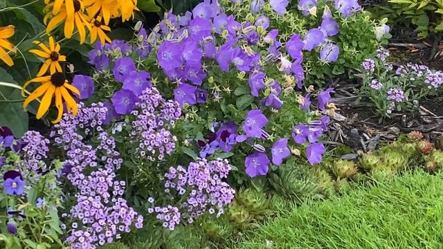 Blue Clips/Bell Flower (Campanula Carpatica) - One Month After Cut Back - September 2 смотреть онлайн