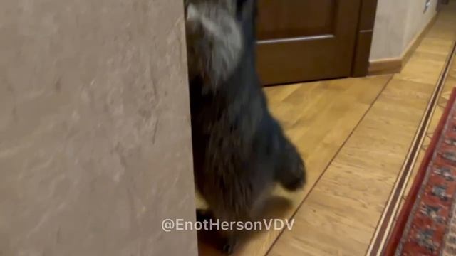 Десантный Енот Херсон шалит