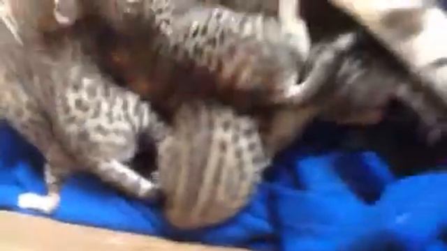 F4 Jungle cat kittens смотреть онлайн