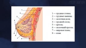 СИНИЙ ЙОД   Ликвидатор любого недуга