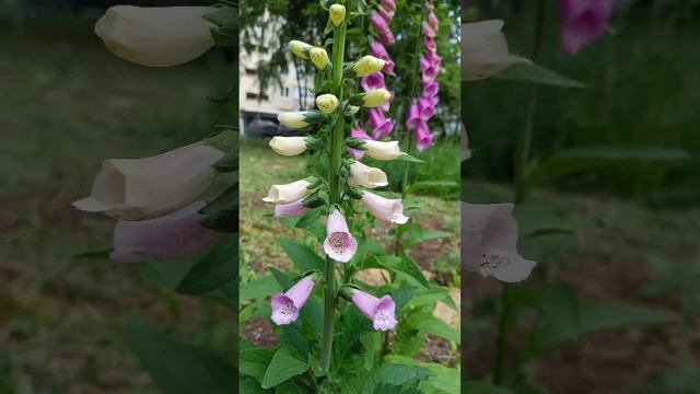 Цветение наперстянки