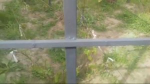 Шпалеры? ????? для винограда или шпалеры для огурцов. Как сделать шпалеры. "Т" образные шпалеры.