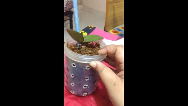 Rescuing a phalaenopsis seedling with no roots смотреть онлайн