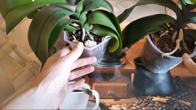 Первый Полив После Пересадки. Когда Поливать В Первый Раз? смотреть онлайн