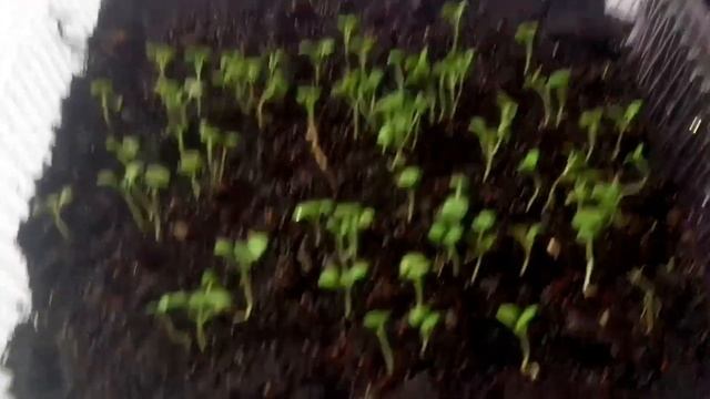 Котовник овощной!(Кентавр) смотреть онлайн