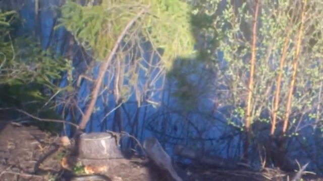 Змея уж в природе. Костромская область. 2017 смотреть онлайн