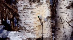 Сбор берёзового сока капельницей