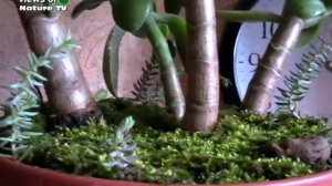Бонсай из толстянки и мха - комнатные растения, bonsai