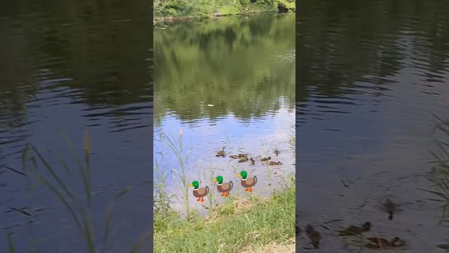 🦆УТИ С МАМОЙ ЗАВТРАКАЮТ🐤 #УТЯТА #УТОЧКИ #УТИ #УТКИ смотреть онлайн