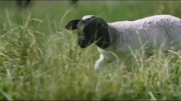 Самая большая маленькая ферма   The Biggest Little Farm 2018