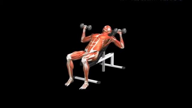 Жим гантелей лежа на наклонной скамье Incline bench press Dumbbell смотреть онлайн