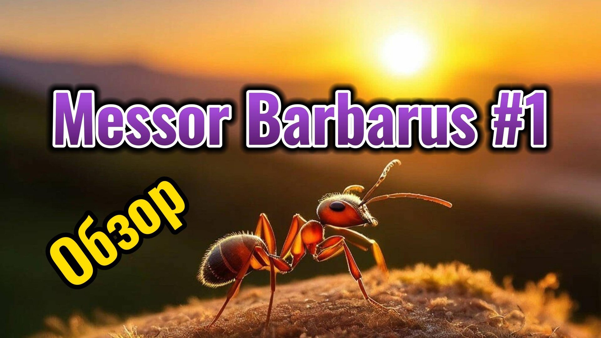 МУРАВЬИНАЯ ФЕРМА. messor barbarus #1. Обзор смотреть онлайн