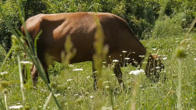 Cow in forest free footage / корова в горном лесу, Абхазия смотреть онлайн