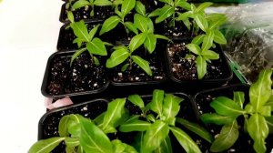 ОТВЕЧАЮ НА ВСЕ ВОПРОСЫ О КАТАРАНТУСЕ. УХОД, ПРИЩИПКА, УКОРЕНЕНИЕ, РАЗМНОЖЕНИЕ, ПОСЕВЫ, ПОДКОРМКА.