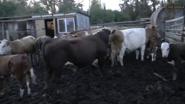 Продаём баранов. Навес. Дичь. Забрус. Чудо свечи// Семья Фетистовых смотреть онлайн